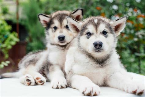 how much is alaskan malamute puppy in philippines|Alaskan Malamute Breed .
